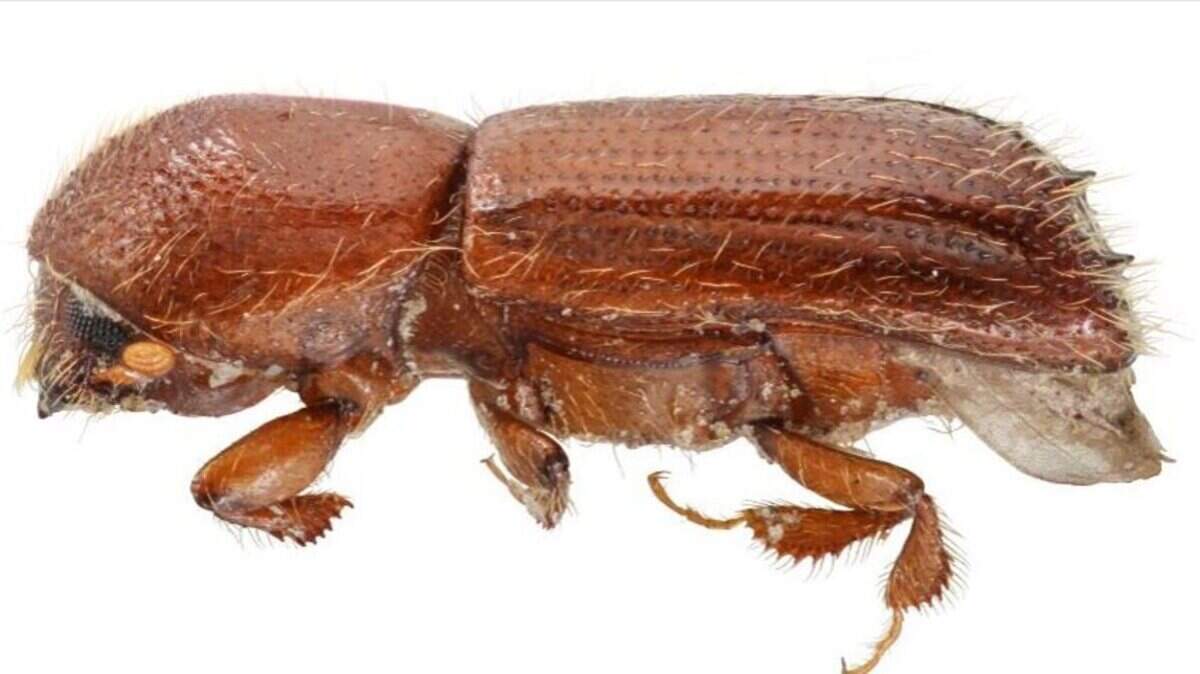 The Mediterranean Oak Borer is an invasive species now affecting trees in California.