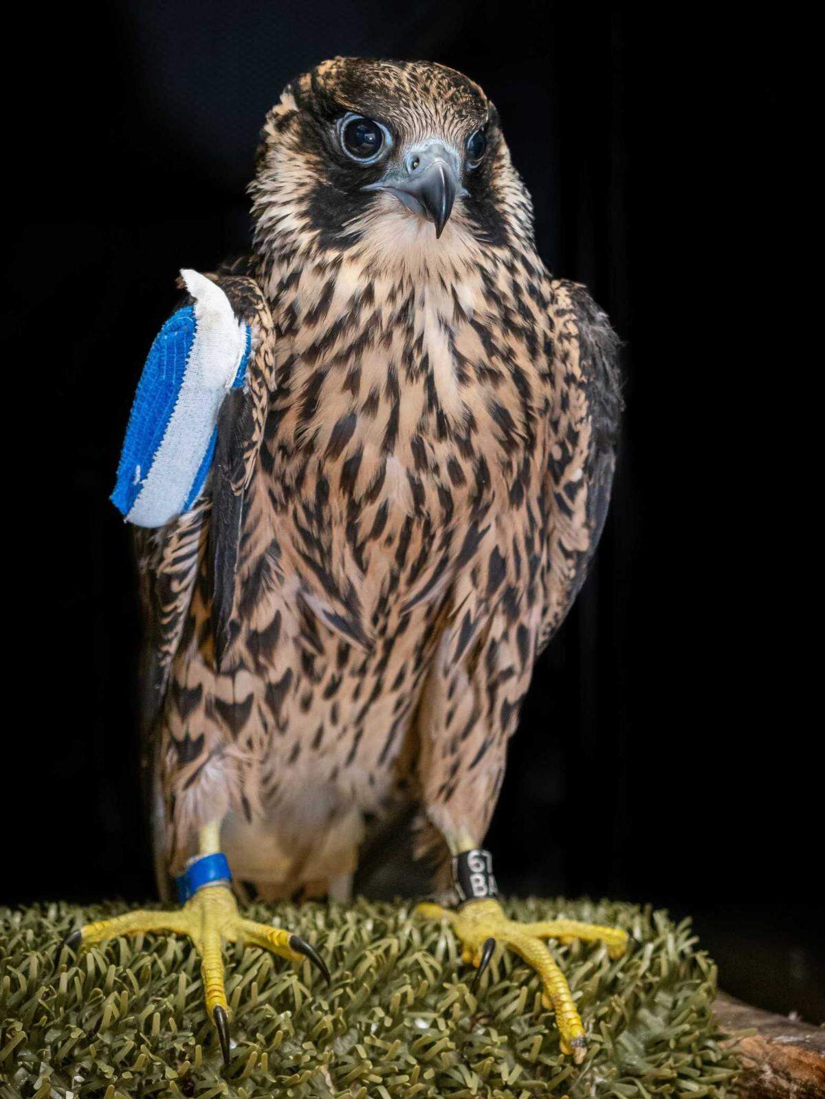 A bandaged Equinox, better known as Nox), is seen healing from a broken wing at the California Raptor Center at UC Davis. Born at UC Berkeley, he was released to the wild Oct. 18 but was found dead on Wednesday, school officials announced.