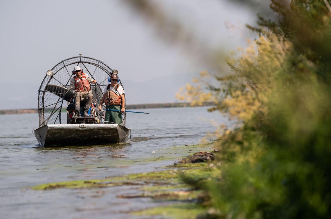 U.S. Fish and Wildlife Service wildlife refuge specialist Steven Jensen, left, steers an airboat along a shore at Tule Lake National Wildlife Refuge, as supervisory park ranger John Fitzroy keeps an eye out for birds affected by avian botulism during a botulism outbreak at Tule Lake National Wildlife Refuge in northeastern California.