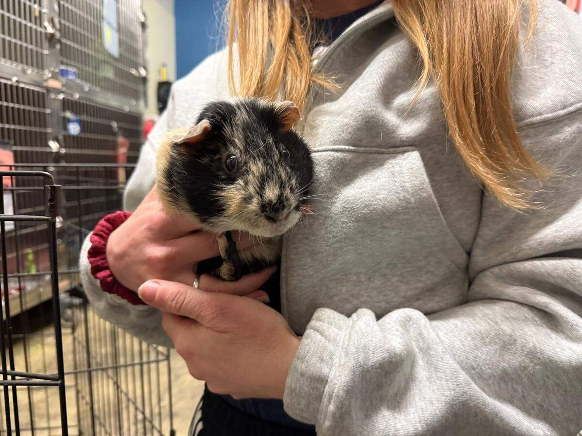 Among the 17 pets rescued in Los Angeles amid the wildfires was this guinea pig.