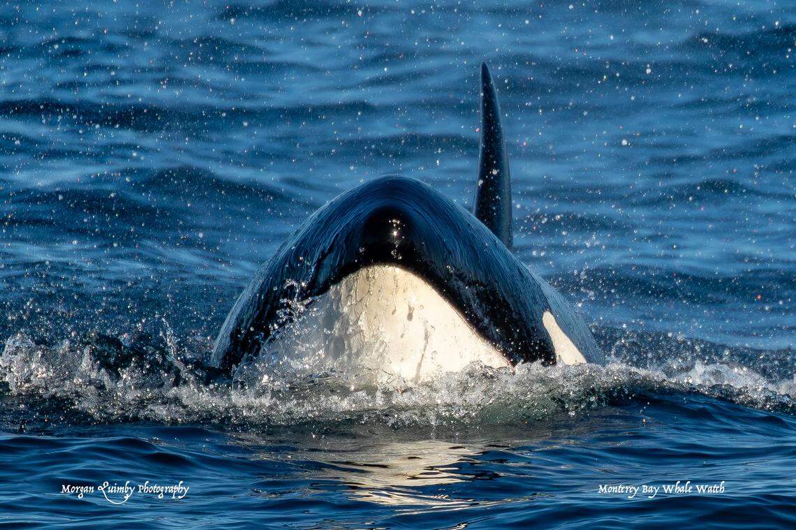 Experts said the orcas frequent the bay during the fall to feed.