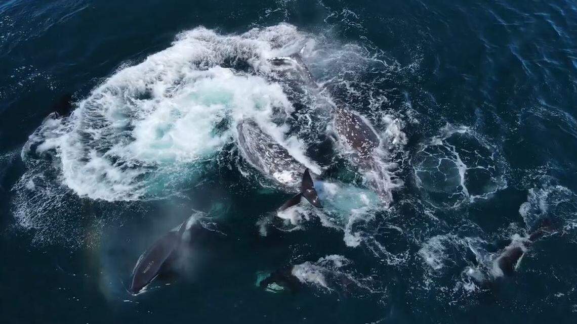 Dramatic drone video in Monterey Bay shows 30 orcas attacking two gray whales off the California coast.