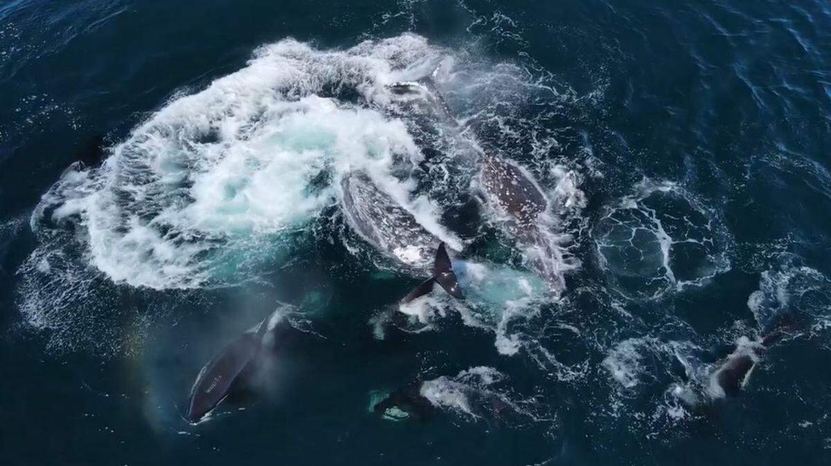 Dramatic drone video in Monterey Bay shows 30 orcas attacking two gray whales off the California coast.