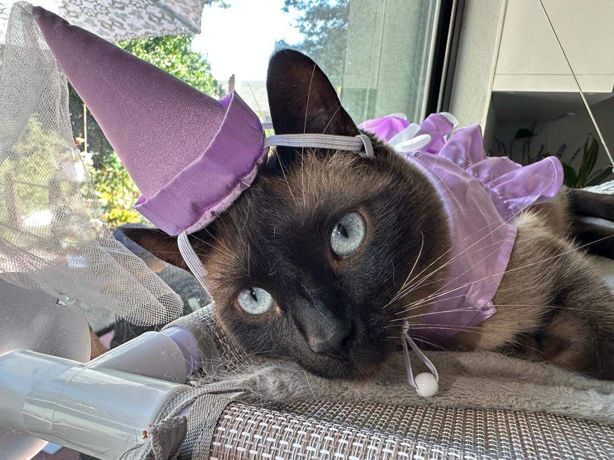 The Sacramento Bee is looking for the most adorable cats and dogs  in the area, and we want to put your pet in the spotlight.