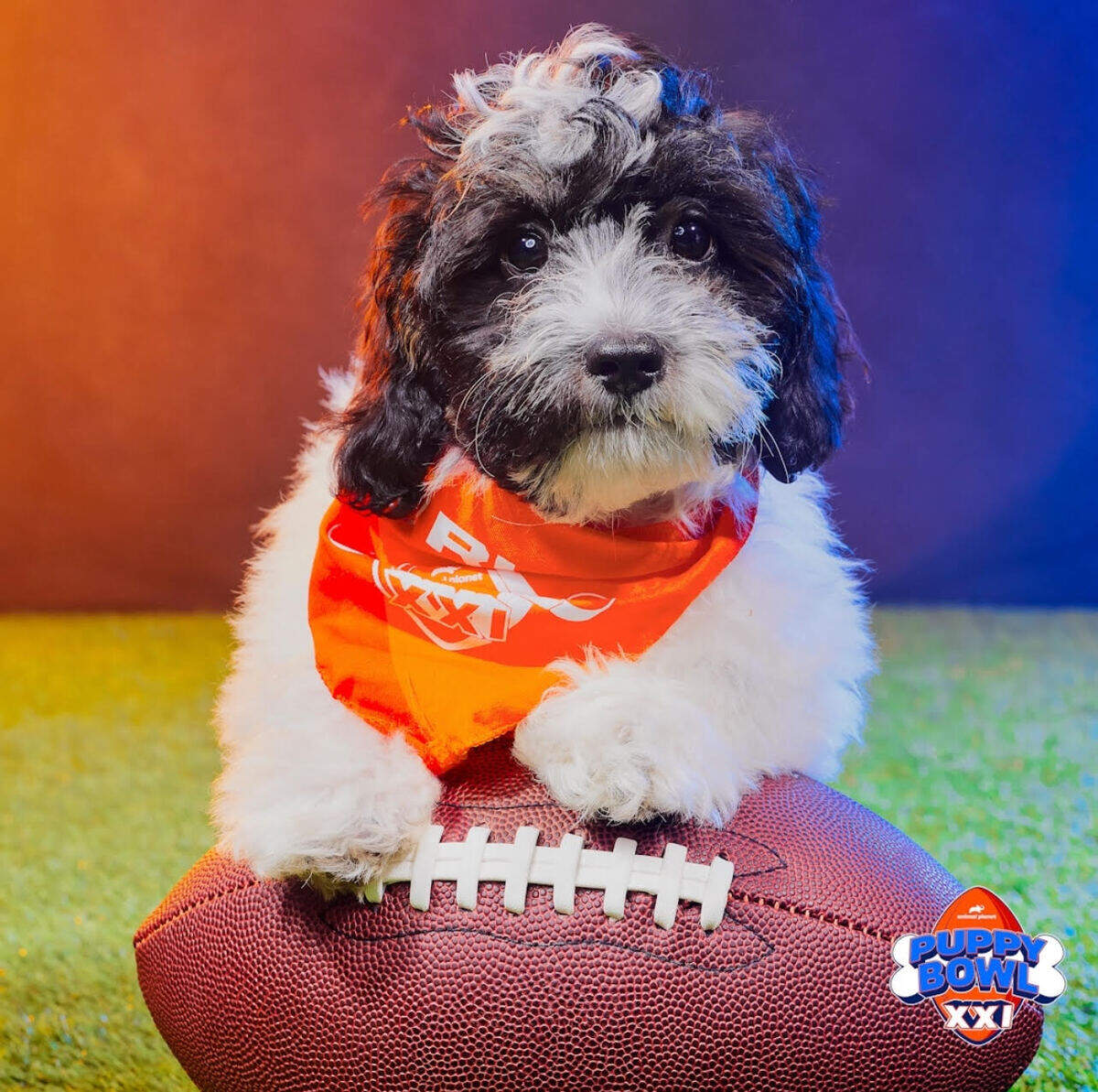 Tobias, known as “Dee-Bone Samuel” in the 2025 Puppy Bowl, was adopted from the Sacramento SPCA.