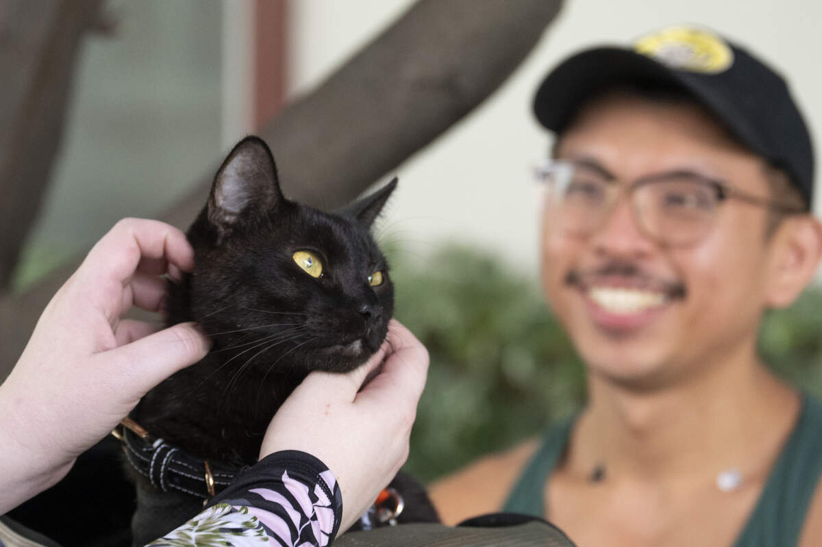 Alex Simphoukham smiles as visitors pet his cat Smino during the NorCal Resist Cat Tour in Sacramento on Sunday, June 7, 2026.