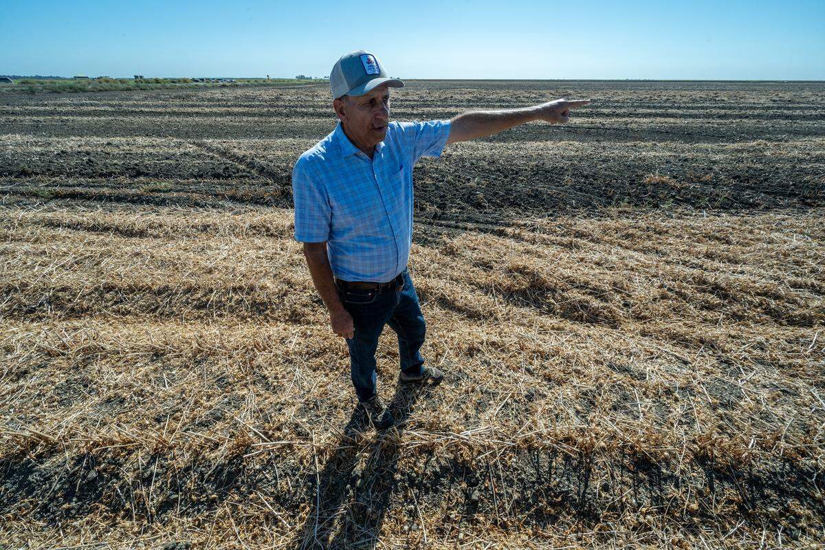 Farmer George Tibbitts discusses the process of preparing his safflower fields for flooding as part of the summer BirdReturns program targeting shorebirds, on his Colusa County farm on Aug. 15.