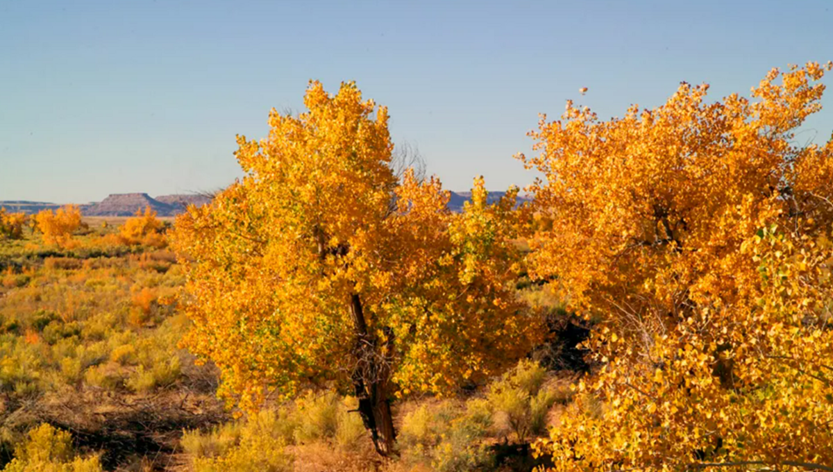 Fremont cottonwood tree
