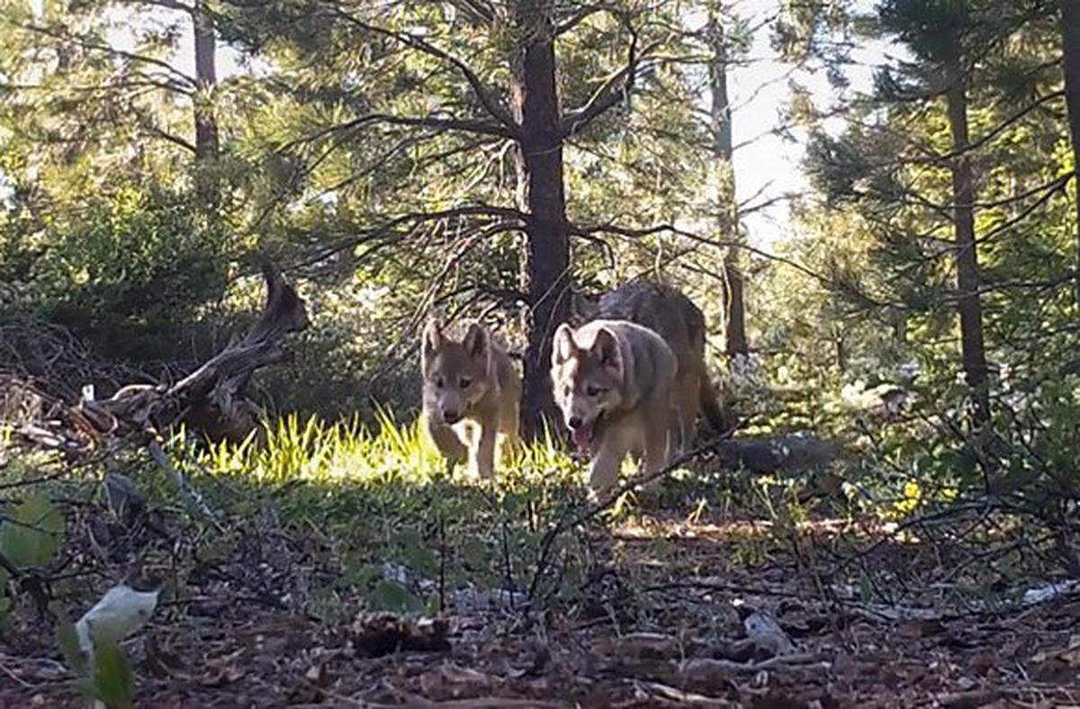 An image captured from video shows gray wolf pups walking through coniferous woods in Lassen County.