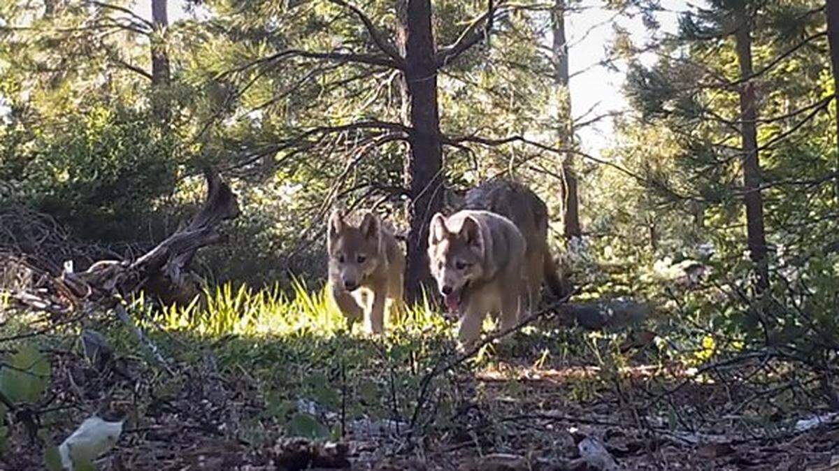 An image captured from video in 2024 shows gray wolf pups walking through coniferous woods in Lassen County. California is deploying wildlife experts in Siskiyou, Plumas and Sierra counties to reduce wolf attacks on cattle while protecting the state’s resurgent gray wolf population.