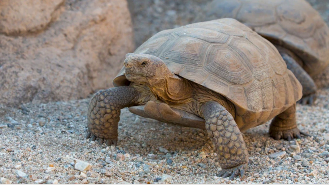 Mojave Maxine is a desert tortoise that lives at The Living Desert Zoo and Gardens in Palm Desert, California.