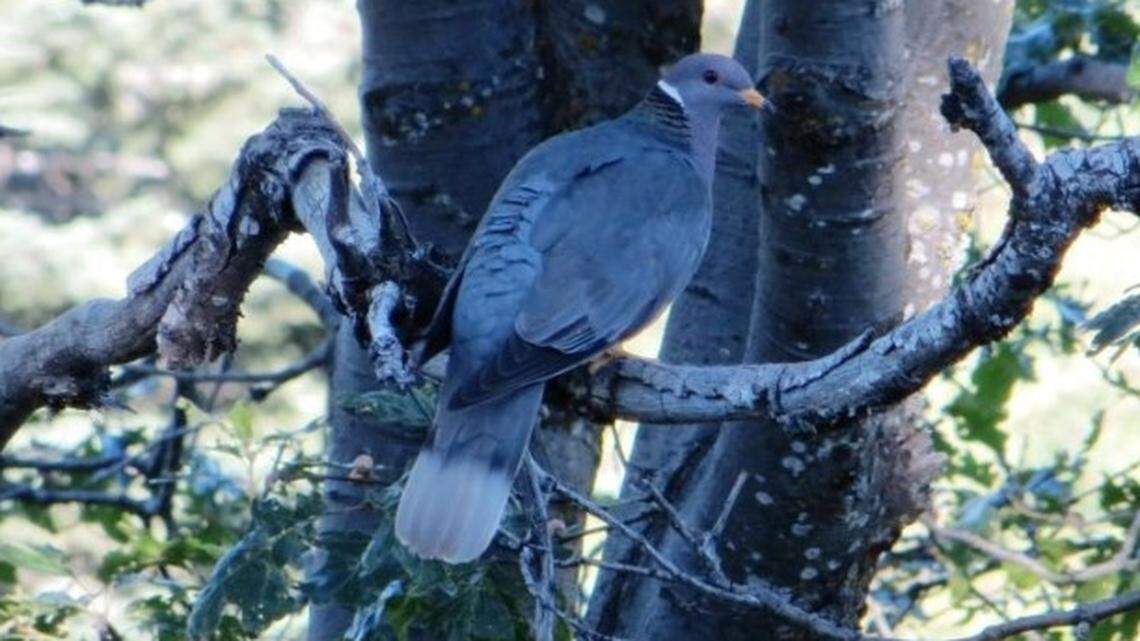 Avian trichomonosis, a parasitic disease, has killed hundreds of native band-tailed pigeons in California, wildlife officials say.