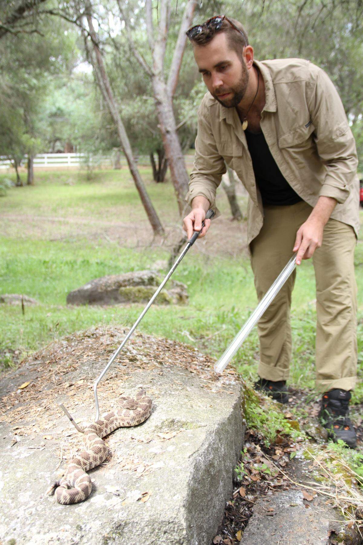 Michael Starkey, founder and executive director of Save the Snakes in Sacramento, works with a northern Pacific rattlesnake.