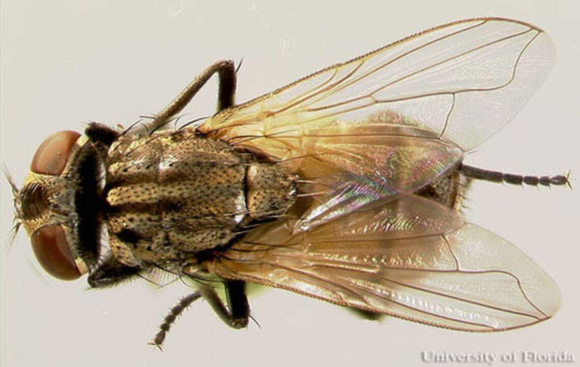Musca domestica Linnaeus or house fly, the most common indoor fly.