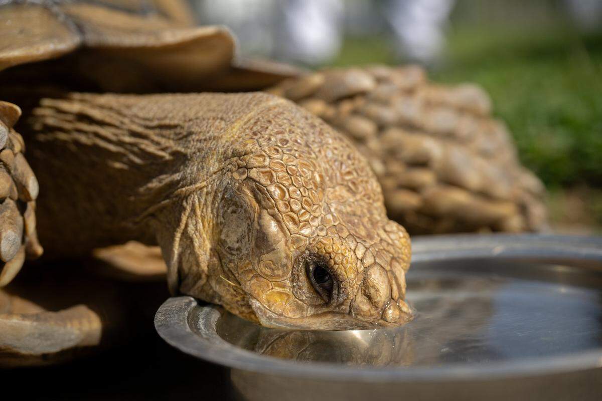 Mona Heflin's 22-year-old tortoise, Slim Shady, drinks water from a bowl in her front yard at her home in Sacramento on Thursday, March 26, 2026. Heflin is seeking a new home for the tortoise.