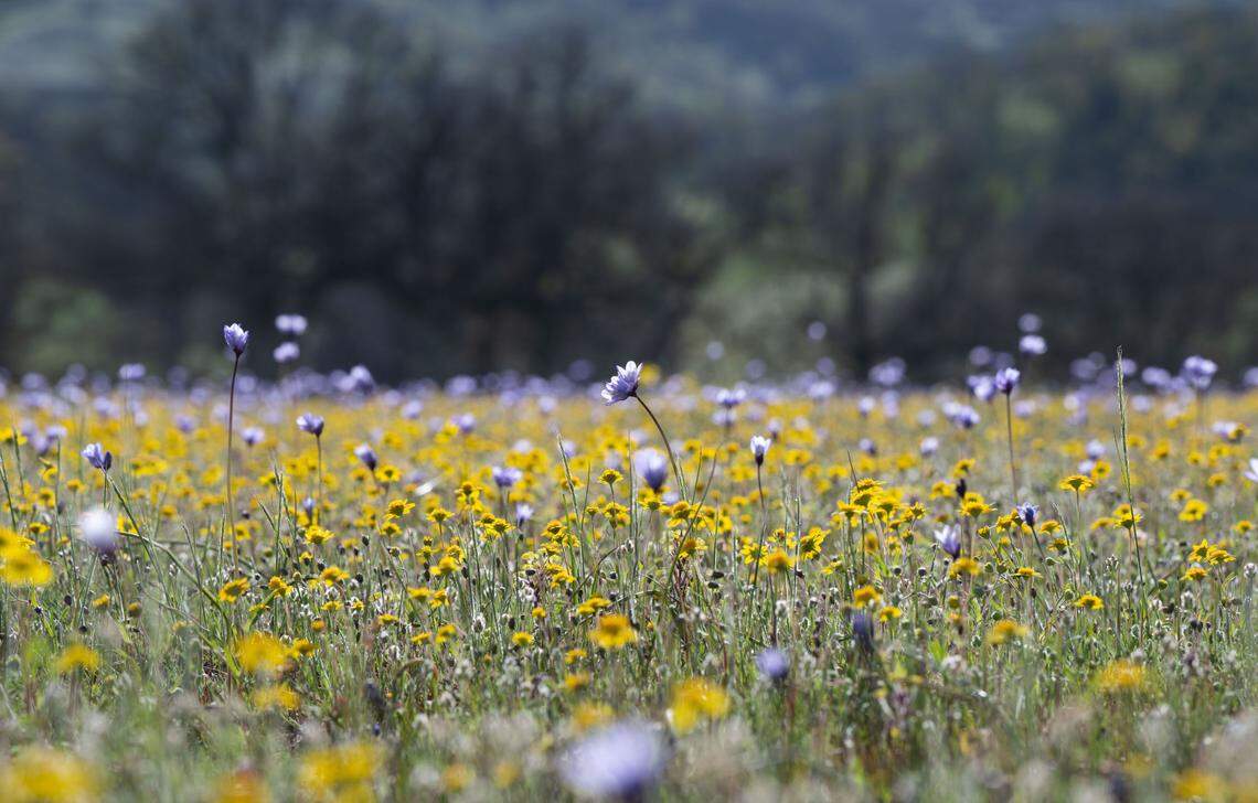 Wildflowers bloom Friday, April 14, 2023 at the Bear Valley flower access during a tour of Molok Luyuk, a proposed addition to the Berryessa Snow Mountain National Monument.