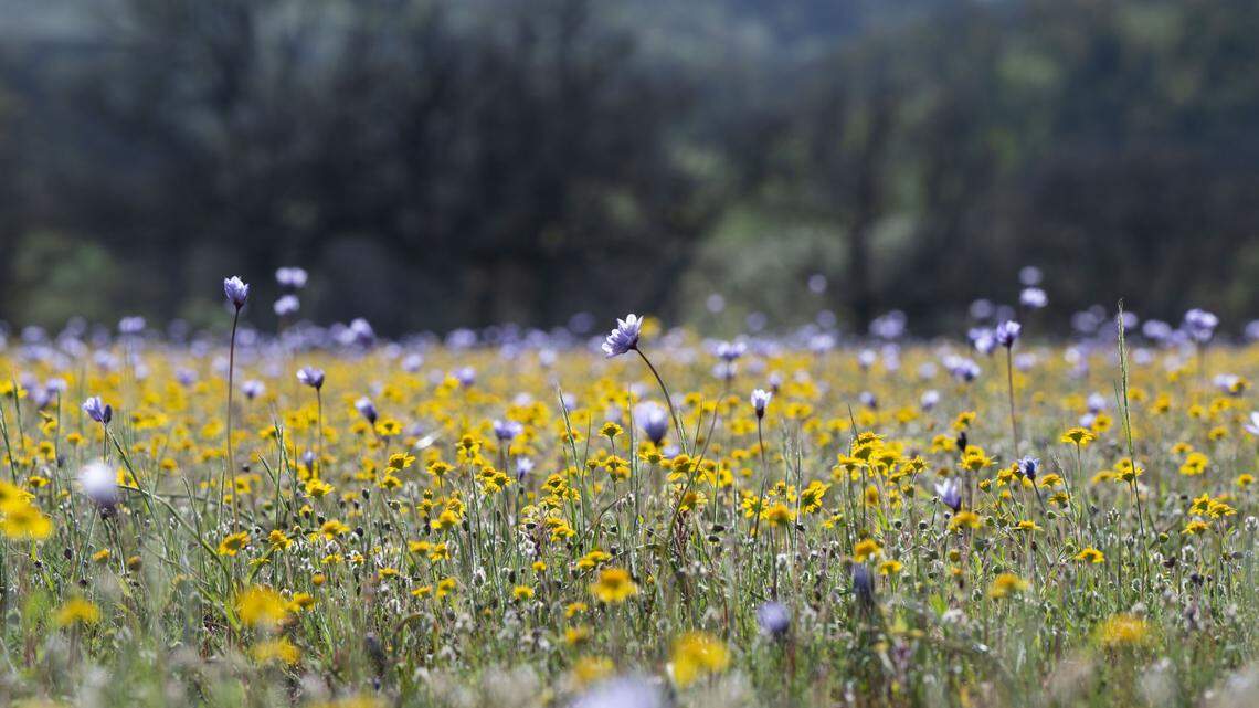 Wildflowers bloom Friday, April 14, 2023 at the Bear Valley flower access during a tour of Molok Luyuk, a proposed addition to the Berryessa Snow Mountain National Monument.