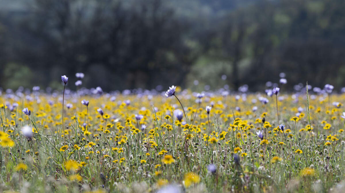 Wildflowers bloom Friday, April 14, 2023 at the Bear Valley flower access during a tour of Molok Luyuk, a proposed addition to the Berryessa Snow Mountain National Monument.