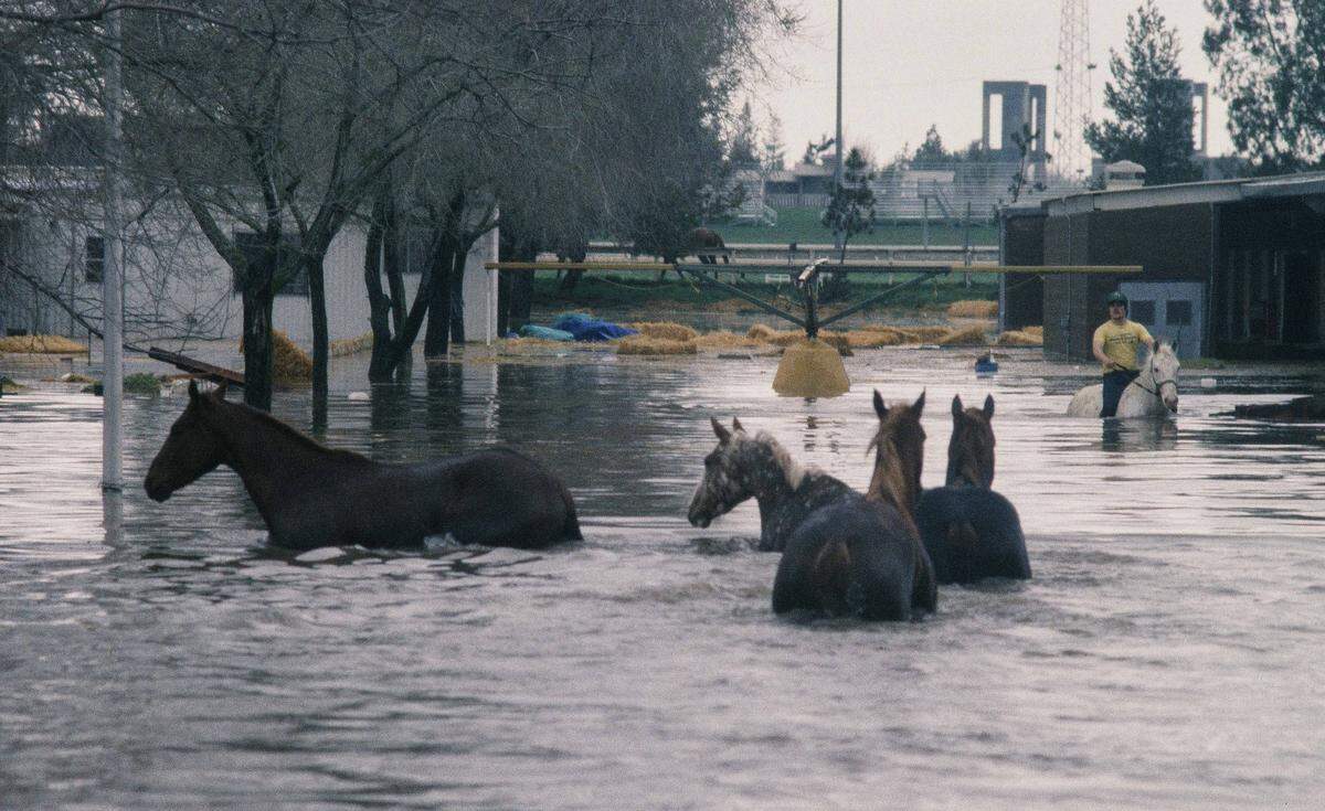A man tries to round up horses in the flooded stables at Cal Expo in Sacramento on Feb. 18, 1986.