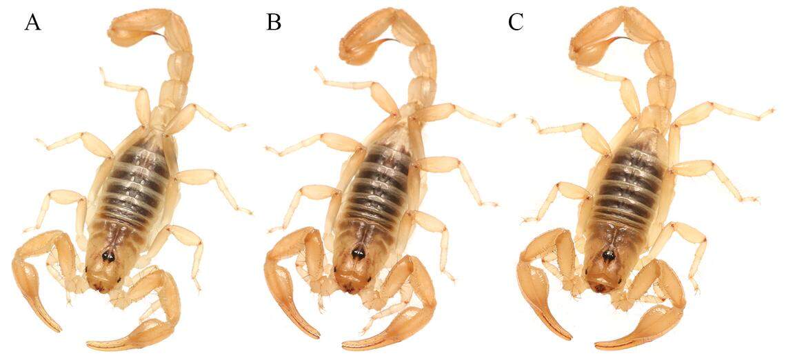 Three Paruroctonus tulare specimens, or Tulare Basin scorpions, showing slight color and size variations.