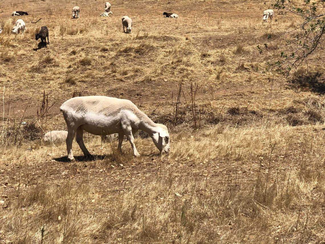A goat eats dry grass in Sacramento County. The Sacramento County Department of Regional Parks contracts grazers so sheep and goats can tend to 15,000 acres of land.