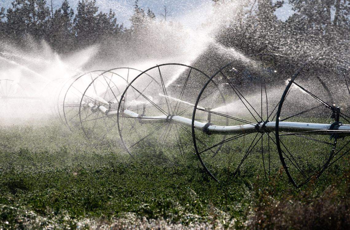 Well water irrigates fields along Siskiyou County Road A-12 in Northern California in May. The county recently passed a law prohibiting taking well water from a parcel of land without a permit, which is being enforced when it is hauled on certain local roadways, in an attempt to curb marijuana cultivation.