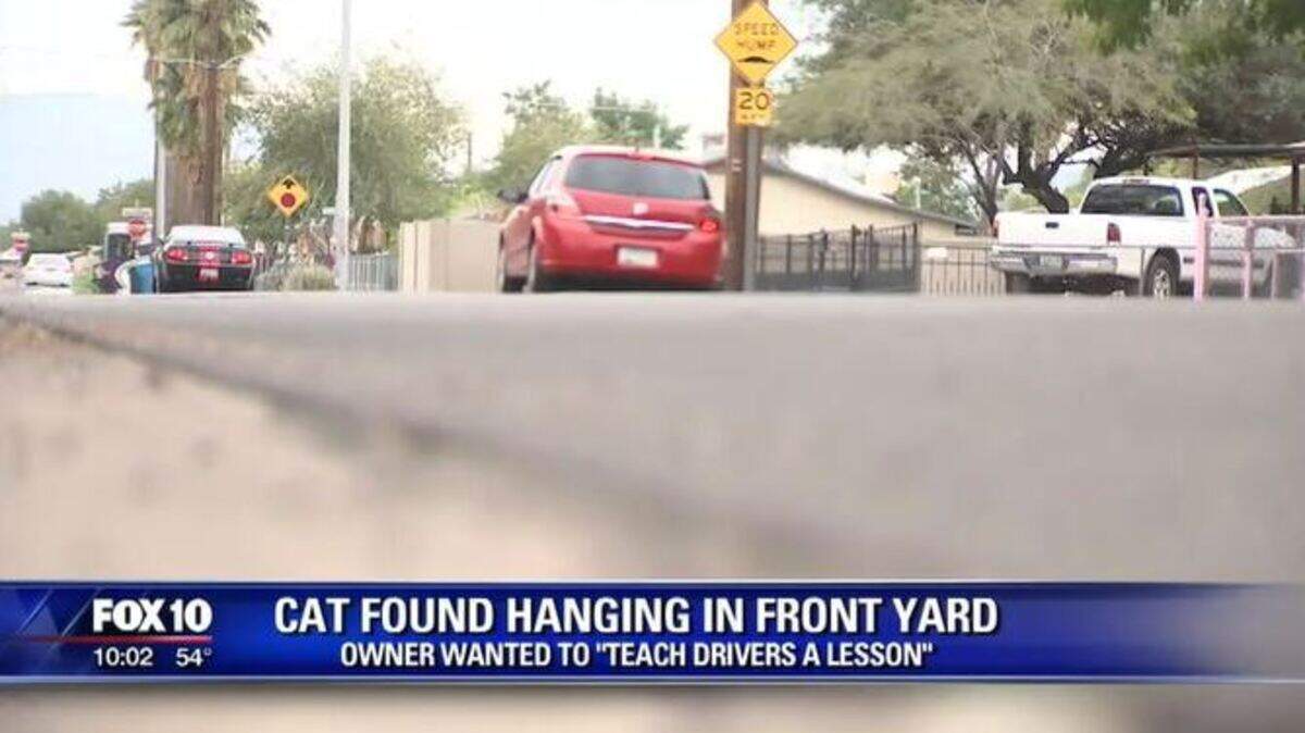 A cat found hanging from a tree with a sign warning drivers to slow down has been removed, police in Phoenix, Arizona, say. Neighbors believe the homeowner’s cat had been hit by a car.