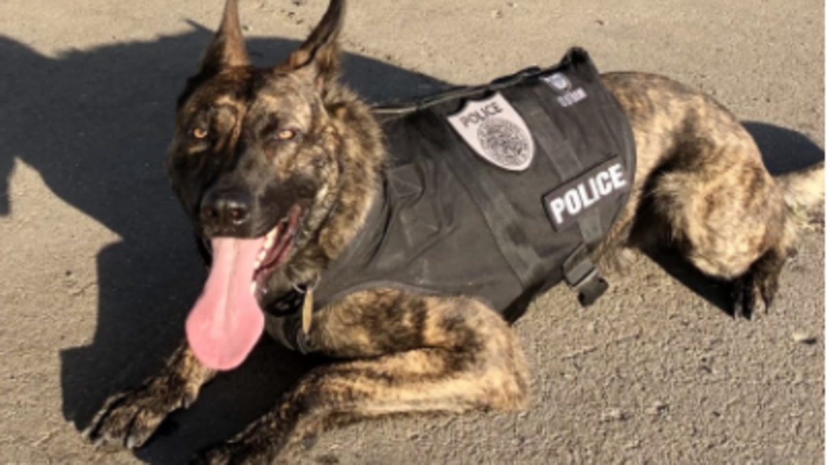 Ranger, seen in an undated photo, was stabbed Friday, Nov. 5, 2021, during an attempted warrant arrest. The K-9 officer is expected to make a full recovery.