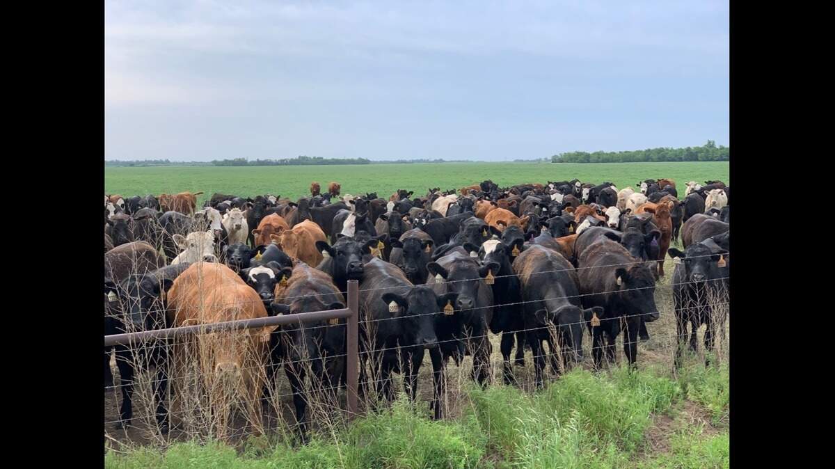 Martin Ward has encountered many cows along the way.