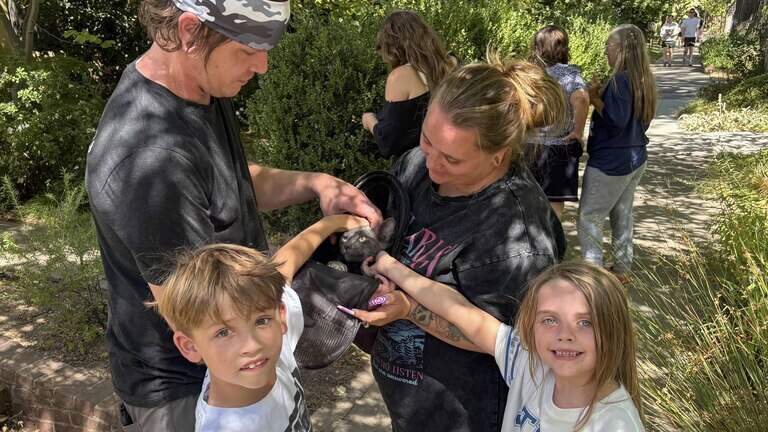 Their cat was stuck in a Sacramento tree for 21+ hours. How it was saved