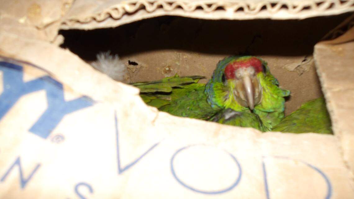 A California man was detained after federal prosecutors said he was caught smuggling protected parrots into the U.S.
