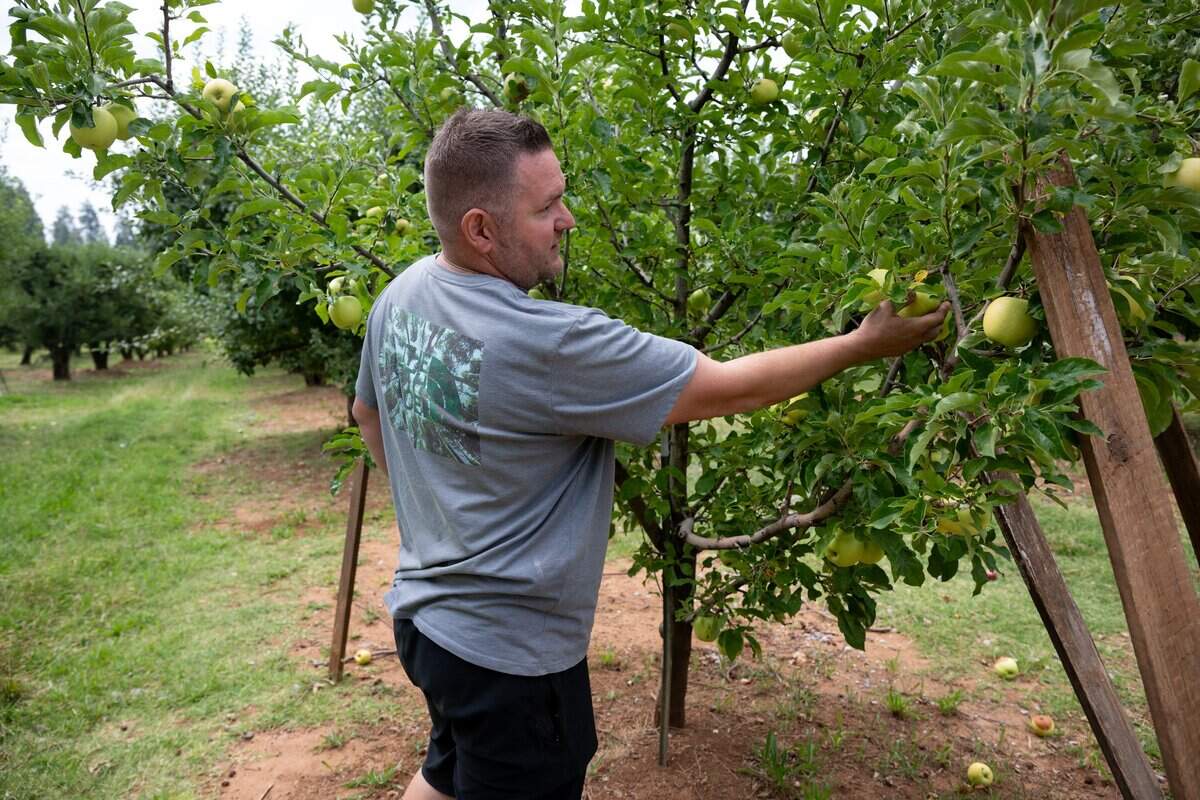 High Hill Ranch manager Kyle Bridgeman uses boards on Tuesday to help support the weight of Ginger Gold apples that will be harvested soon in El Dorado County. The ranch is a member of the Apple Hill Growers Association.