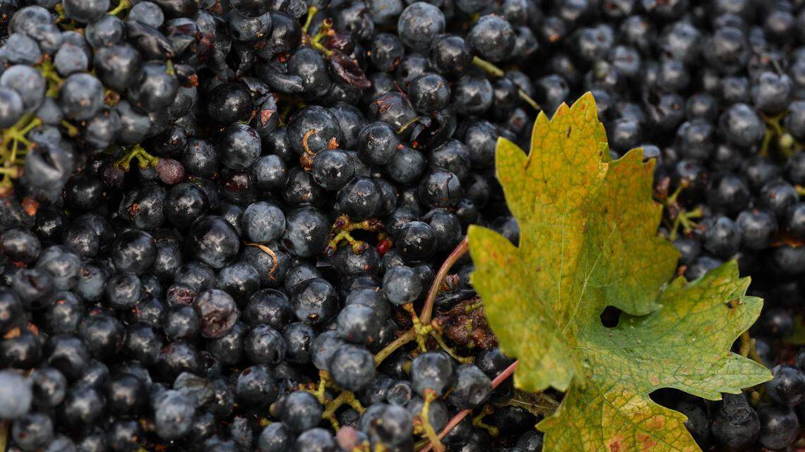 Wine grapes’ value in Sacramento County dropped nearly 20% in latest crop report