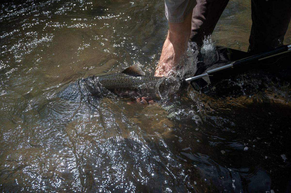 Charles Stanley, a Fish Biologist with the U.S. Fish and Wildlife Service, prepares to release an adult salmon in the upper reaches of Battle Creek on April 25.