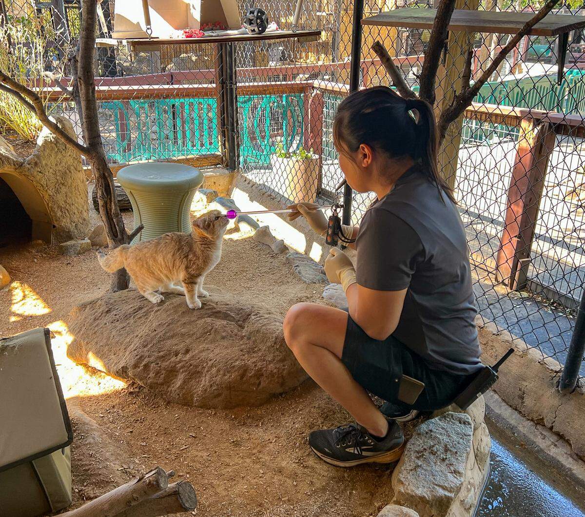 Folsom City Zoo Sanctuary Zookeeper Helen Chu training sand cat Margo, who recently garnered attention on Instagram for pictures of her hissing.