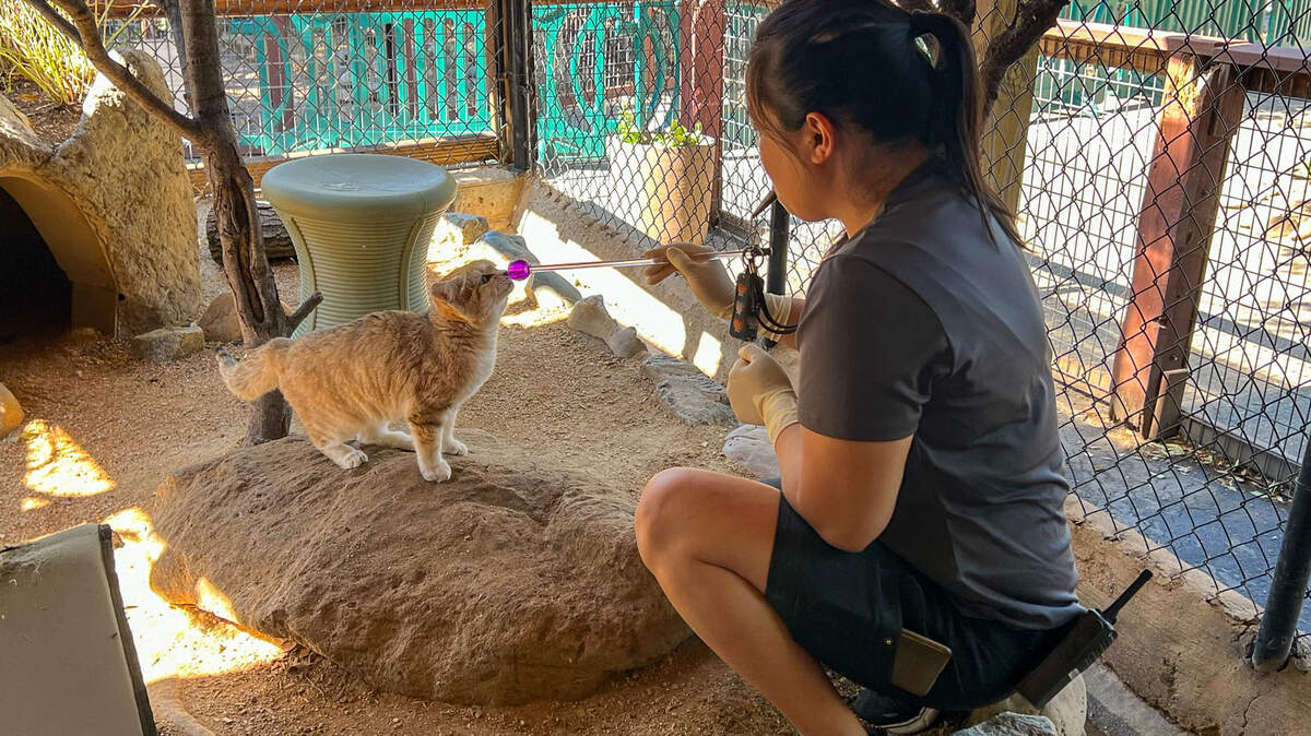 Folsom City Zoo Sanctuary Zookeeper Helen Chu training sand cat Margo, who recently garnered attention on Instagram for pictures of her hissing. The zoo was at the center of Folsom’s budget debate.