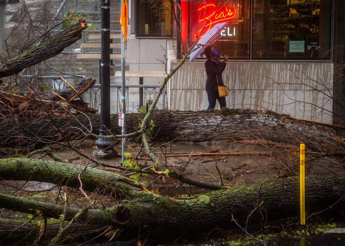 A woman holding an umbrella surveys the damage where a tree fell near the intersection of 14th and O streets in downtown Sacramento on Wednesday, Jan. 27, 2021.