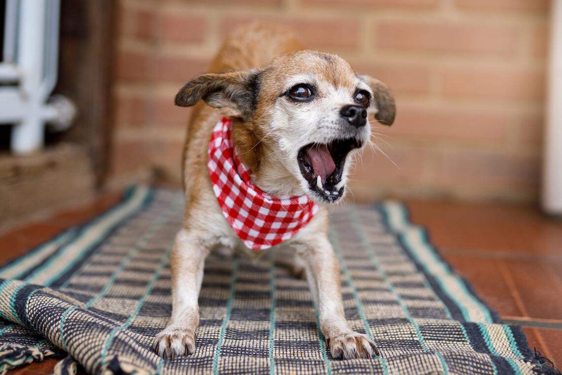 Small dog with red bandanna on checkered carpet, barking.