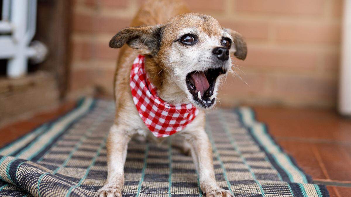 Dogs like this one in a Tribune file photo can be a best friend ,,, but a nuisance to neighbors..