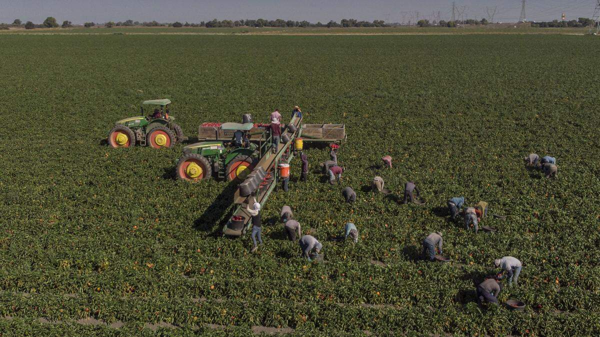 Workers harvest bell peppers in September in Lodi for Uesugi Farms. Water supply and quality is a big issue for California’s next governor.