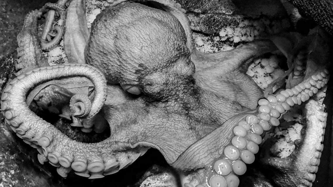 Tako, a female giant Pacific octopus at OdySea Aqurium in Scottsdale, Arizona, has died, the aquarium said on Oct. 18, 2022. The octopus entered its end-of-life cycle in June when it started laying thousands of eggs.