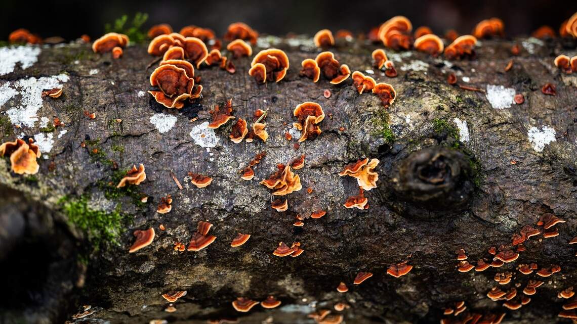 Mushroom powder vs. gummies vs. tinctures: Which form is most potent, according to research?
