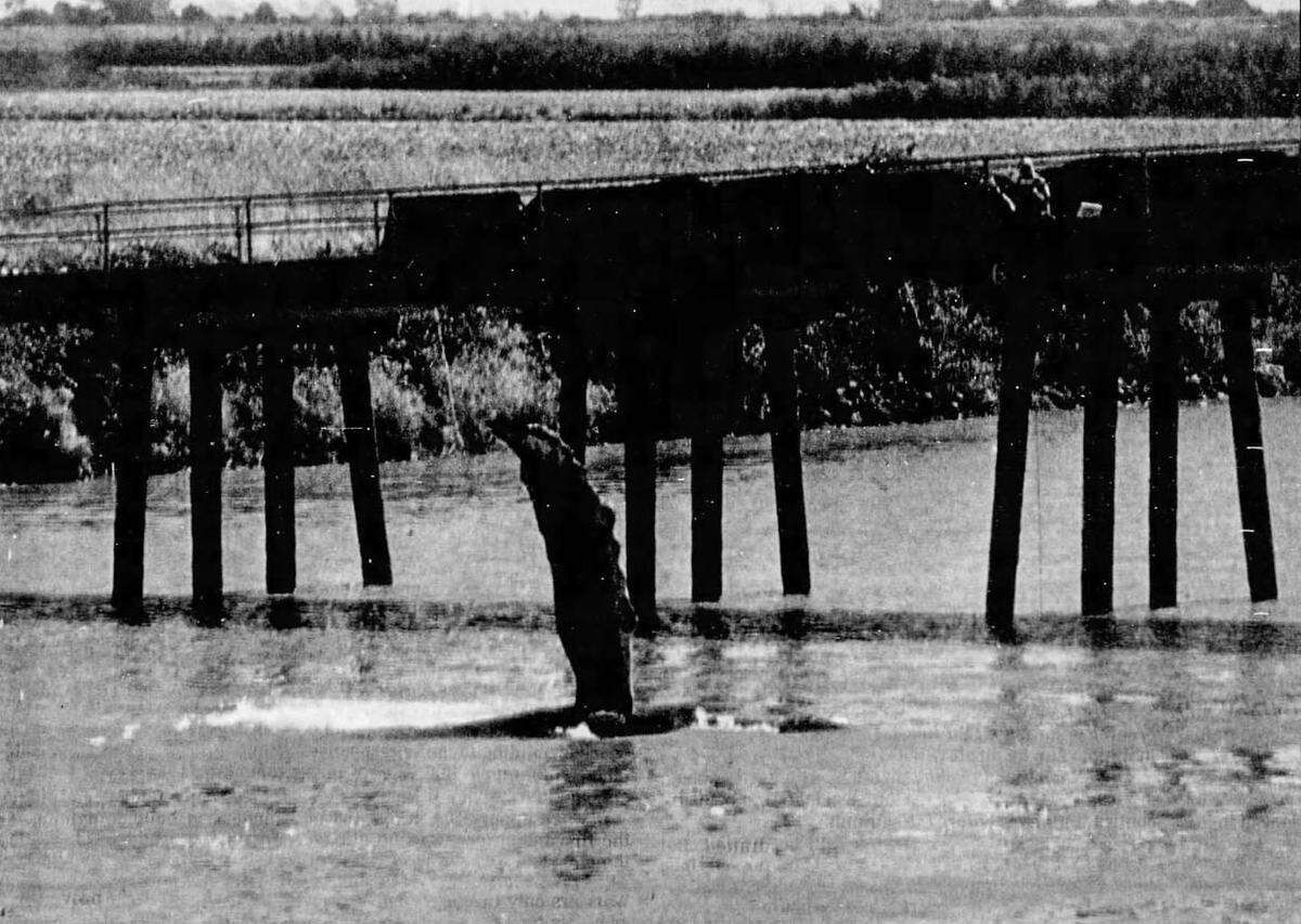 Humphrey the Whale slaps a pectoral fin into the water in November 1985 near the Liberty Island Bridge, which was a key obstacle in his escape from Shag Slough.   