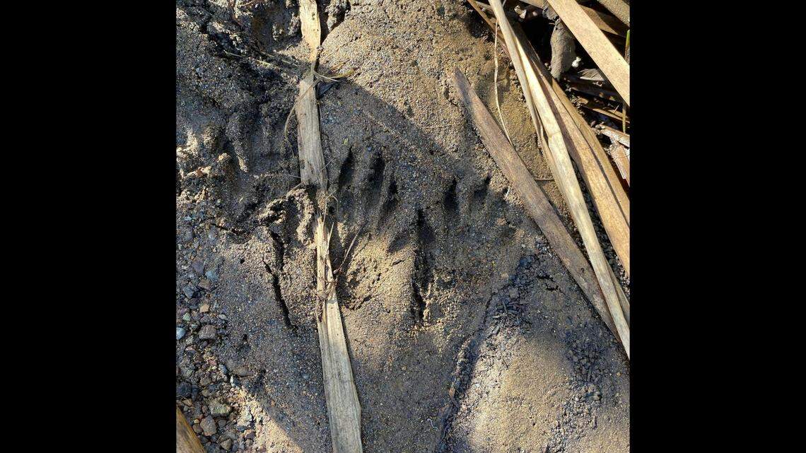 Golden Gate National Recreation Area posted a photo of mysterious animal tracks on Facebook while asking users to weigh in.