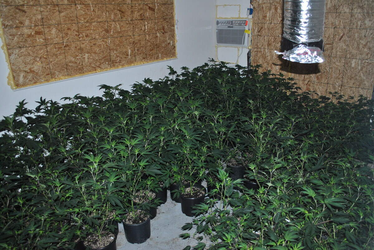 Marijuana plants grow inside a property owned by the Saratoga Group on Old Highway road.