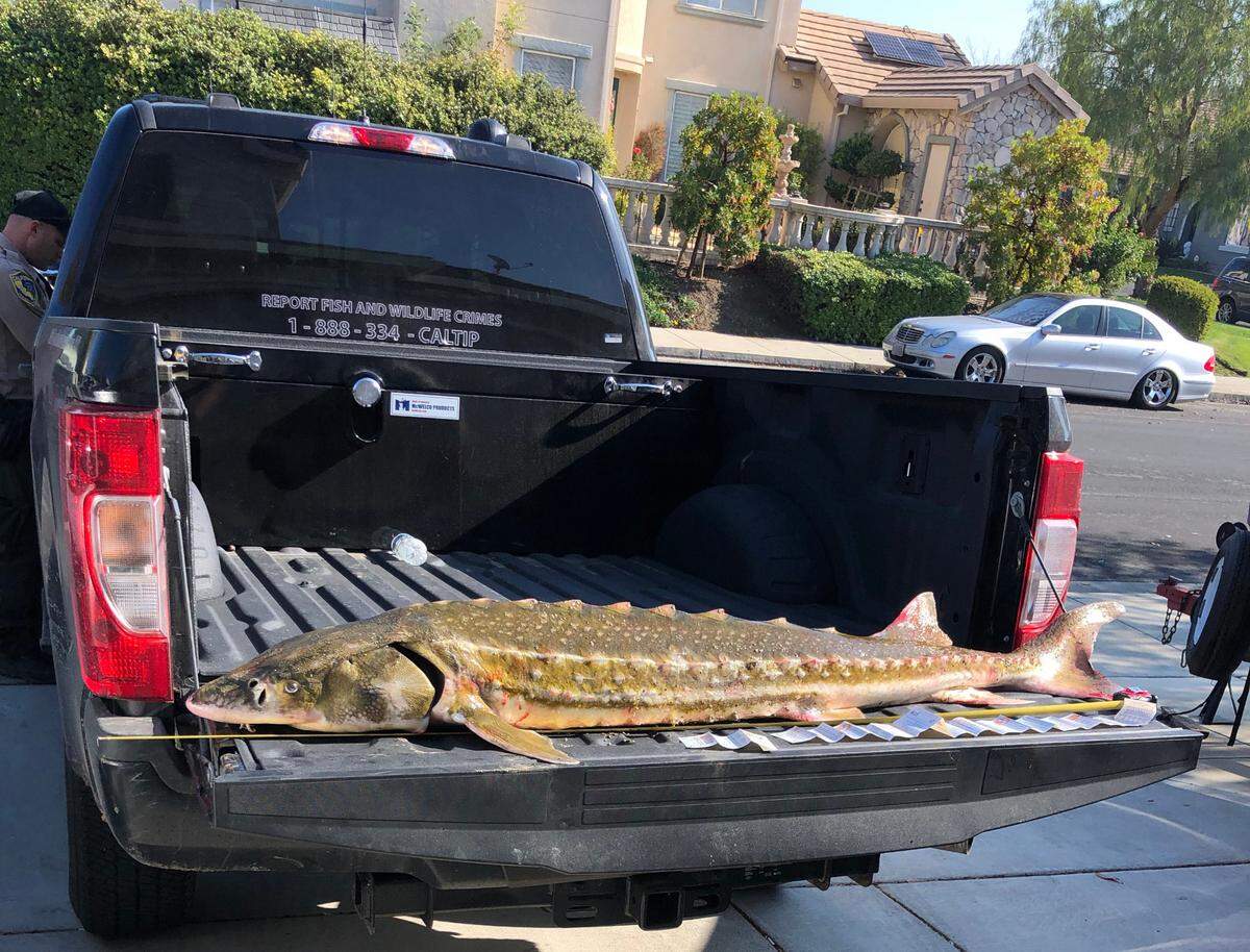 California game wardens say they were able to return this large green sturgeon, a federally protected fish, to the river after it had been in a poaching suspect’s SUV for nearly two hours.