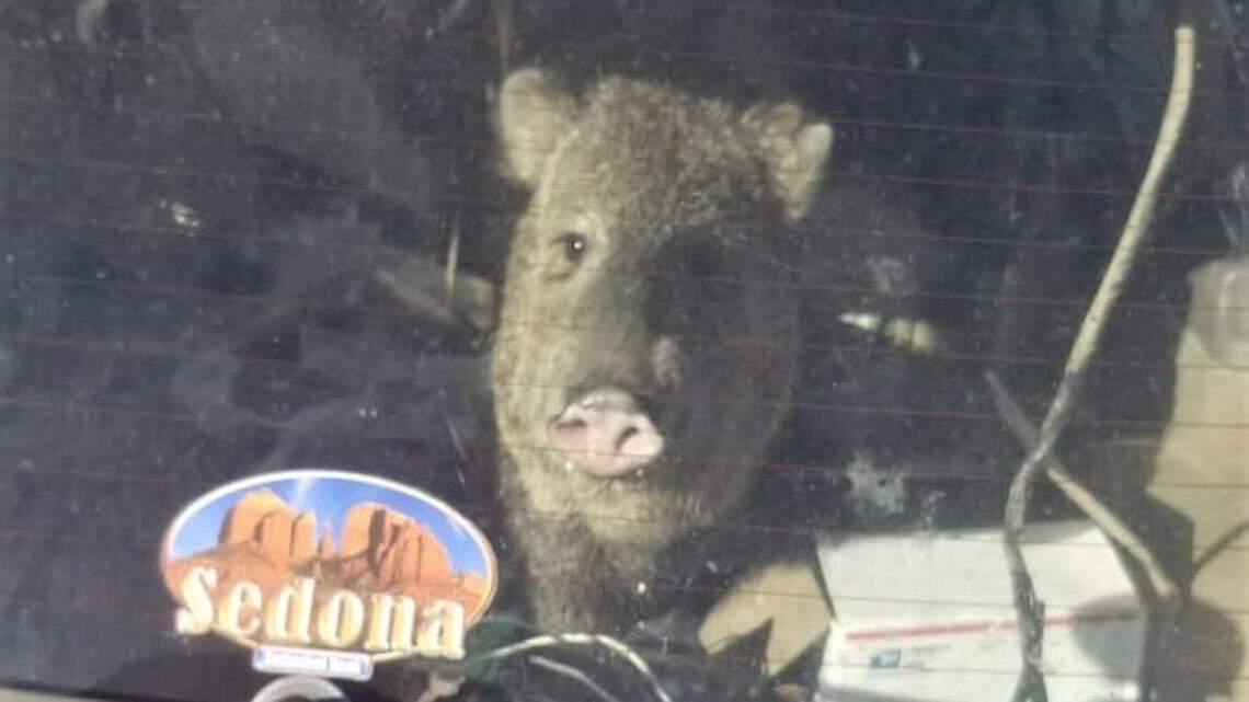 A javelina got trapped in a car that later crashed into trees, Arizona deputies said.