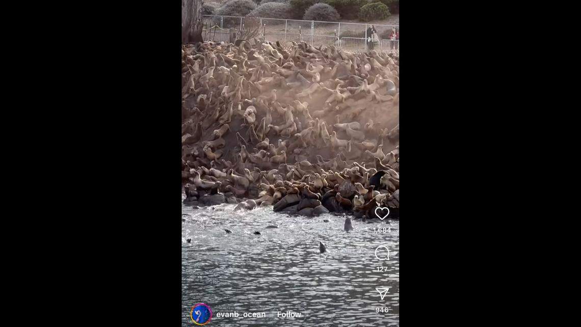 A videographer captured an “avalanche” of sea lions in a California harbor.