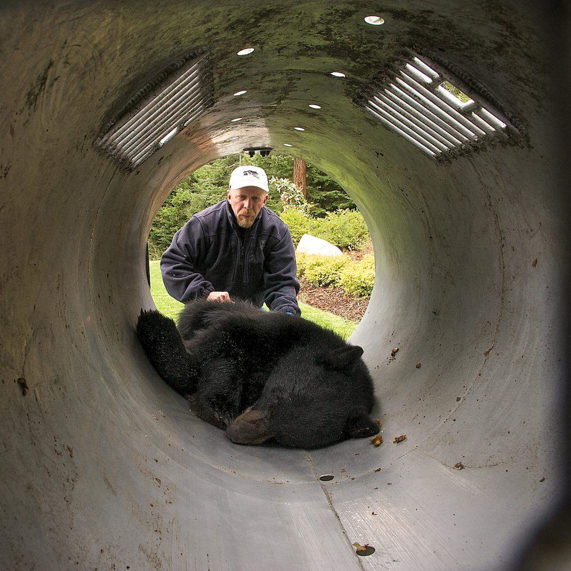 Carl Lackey, a bear biologist with the Nevada Department of Wildlife, in 2013 pulls a sedated bear from a culvert trap in Incline Village, to begin processing it for relocation. The bear was spotted the day before looking for food near vehicles.