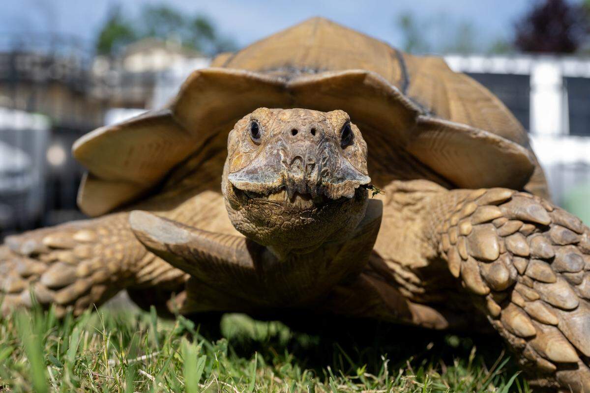 Mona Heflin's 22-year-old tortoise, Slim Shady, walks in her front yard at her home in Sacramento on Thursday, March 26, 2026. Heflin is seeking a new home for the tortoise, as he could outlive her.